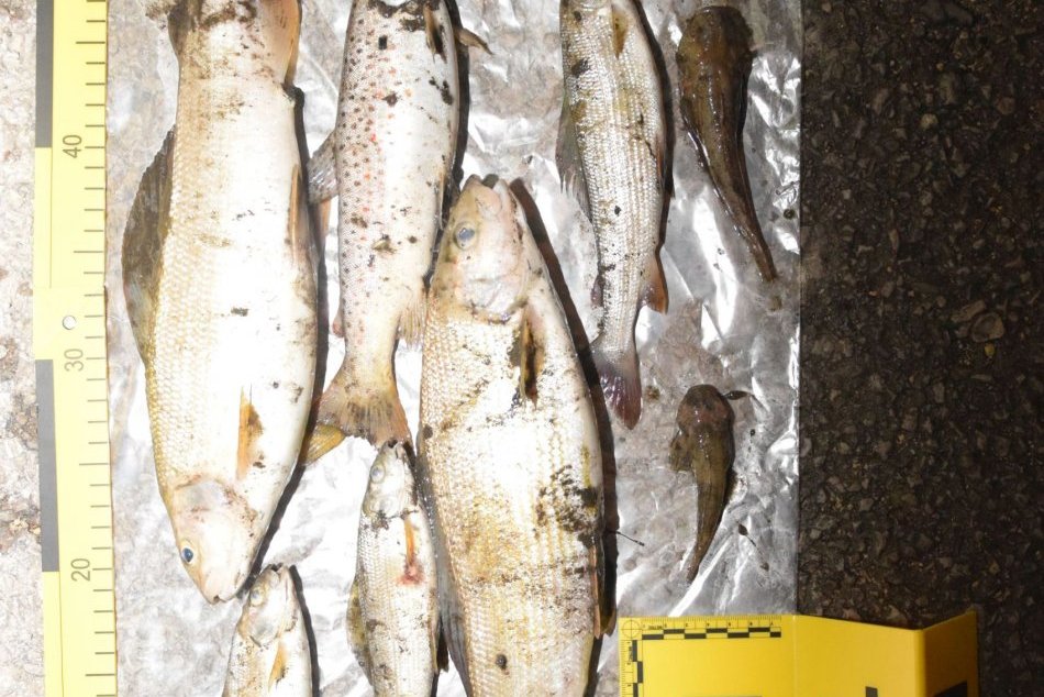 Masívny úhyn rýb na Horehroní už vyšetruje polícia