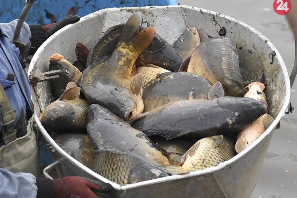 Výlov rýb pri obci Perín - Chym 2019