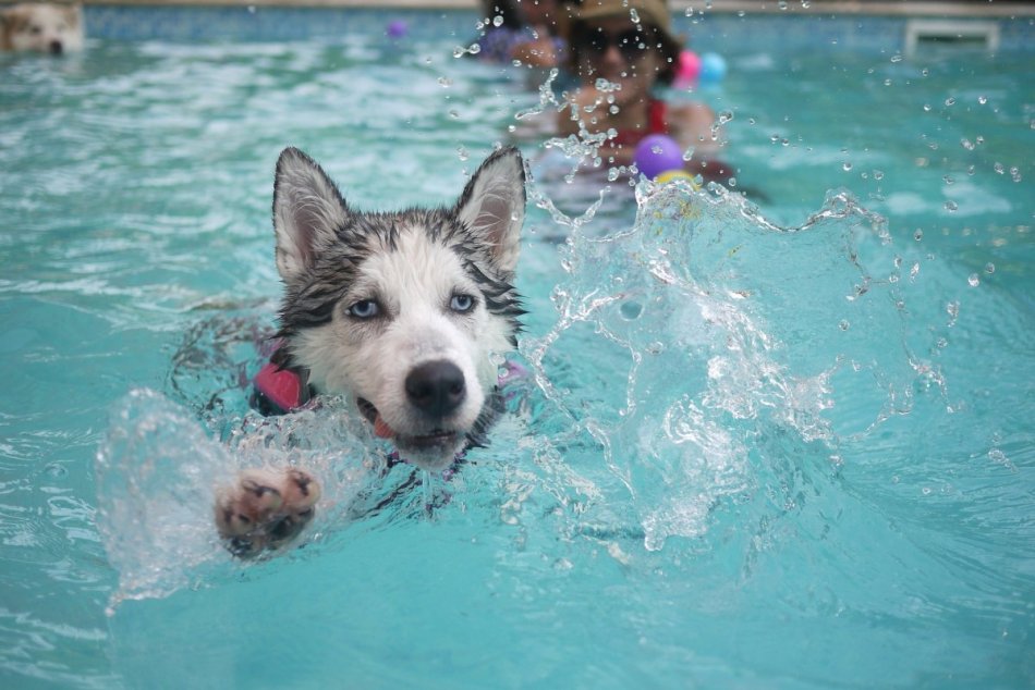 Rozkošné! Takto sa vedia psy zabaviť v bazéne