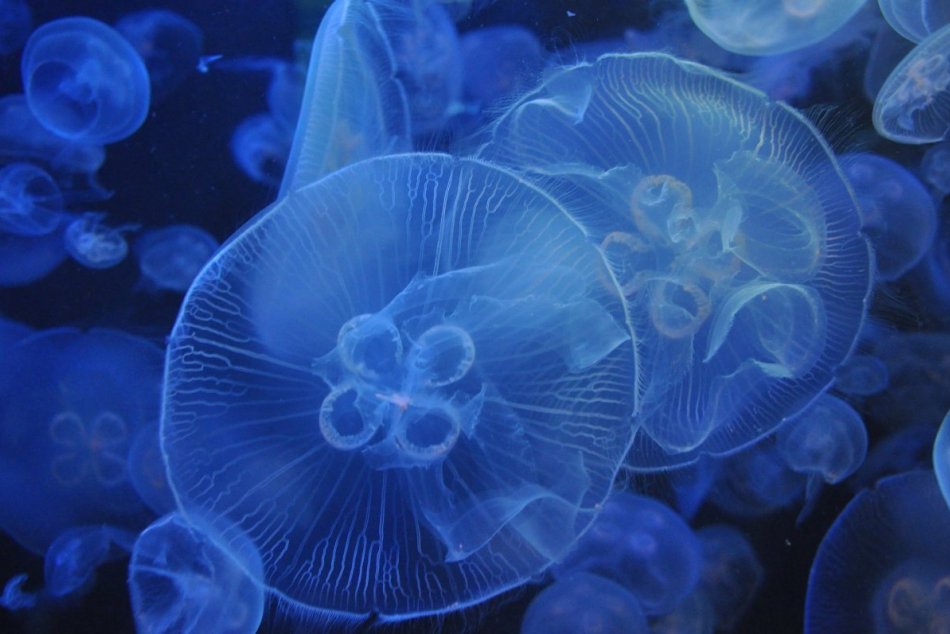 Krásne medúzy na FOTKÁCH